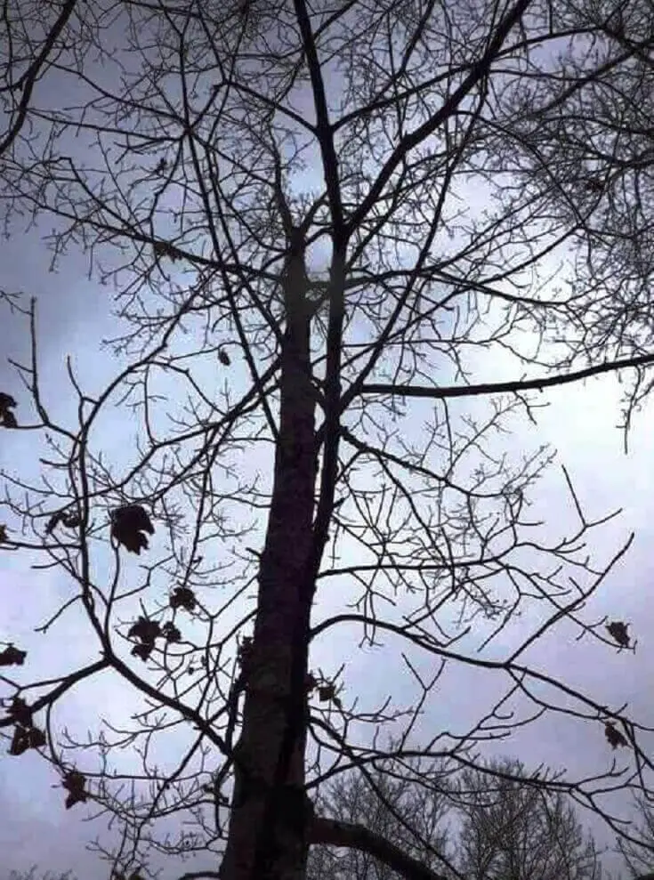 Maple Tree Lots Of Branches