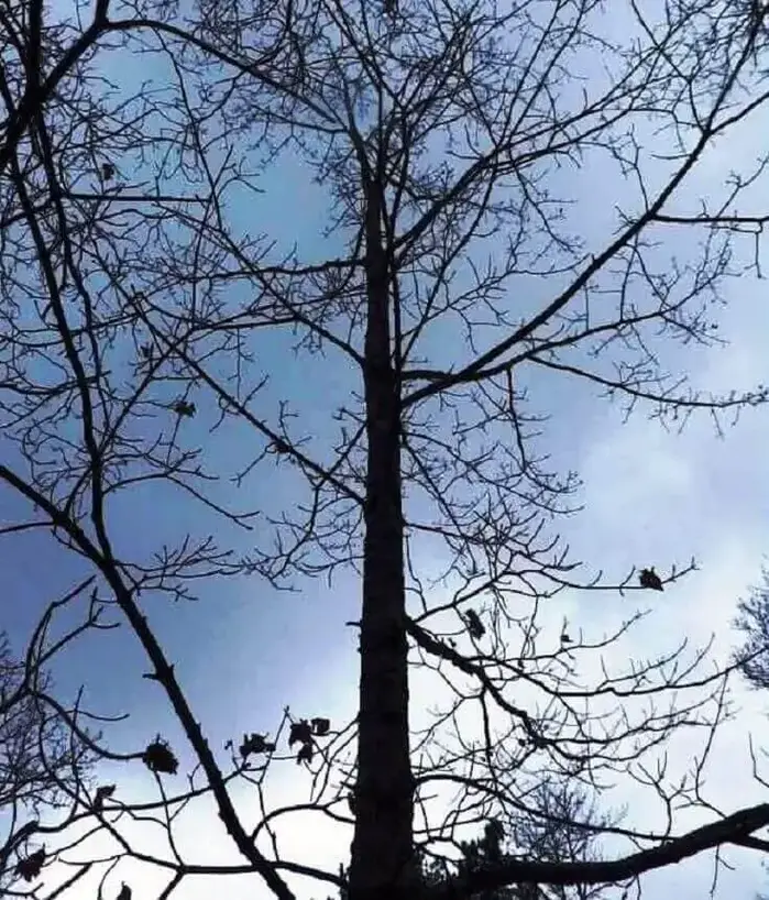 Maple Tree Under Gray Sky