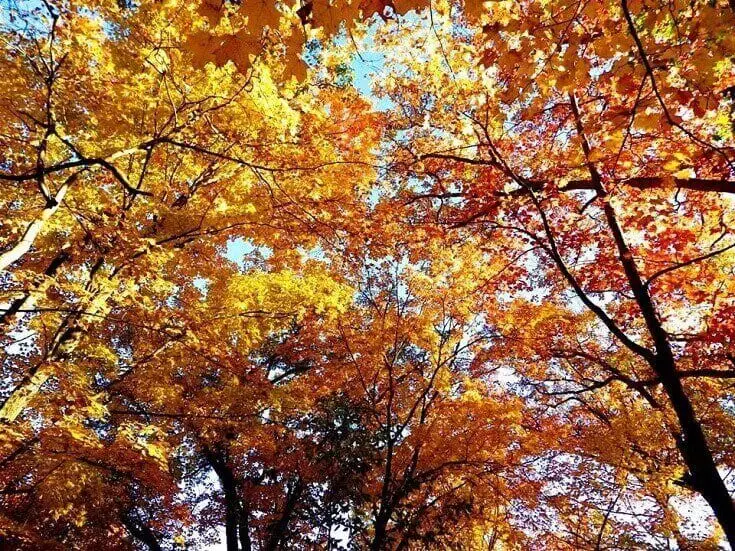 Maple Trees in Autumn