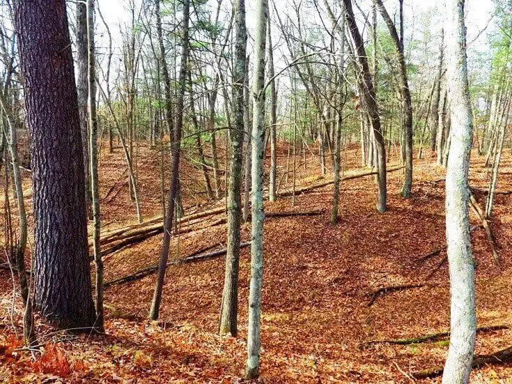 Maple Trees In Forest