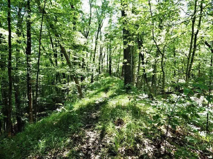 Maple Trees in Green Forest