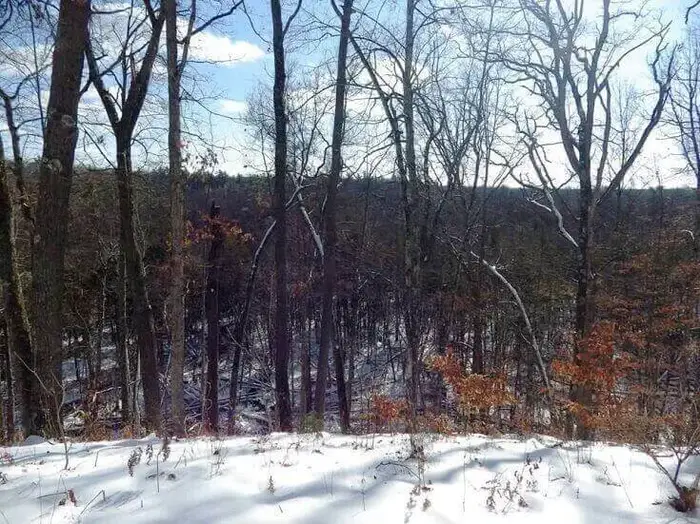 Maple Trees On Snowy Ground