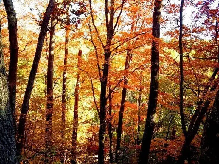 Maple Trees With Orange Leaves