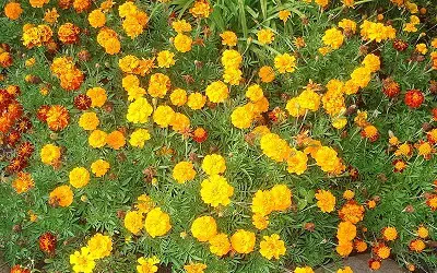 Marigold