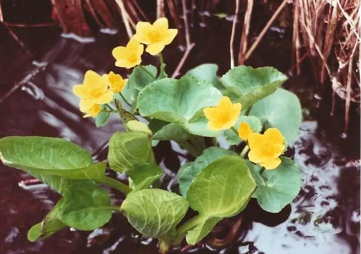 Marsh Marigold