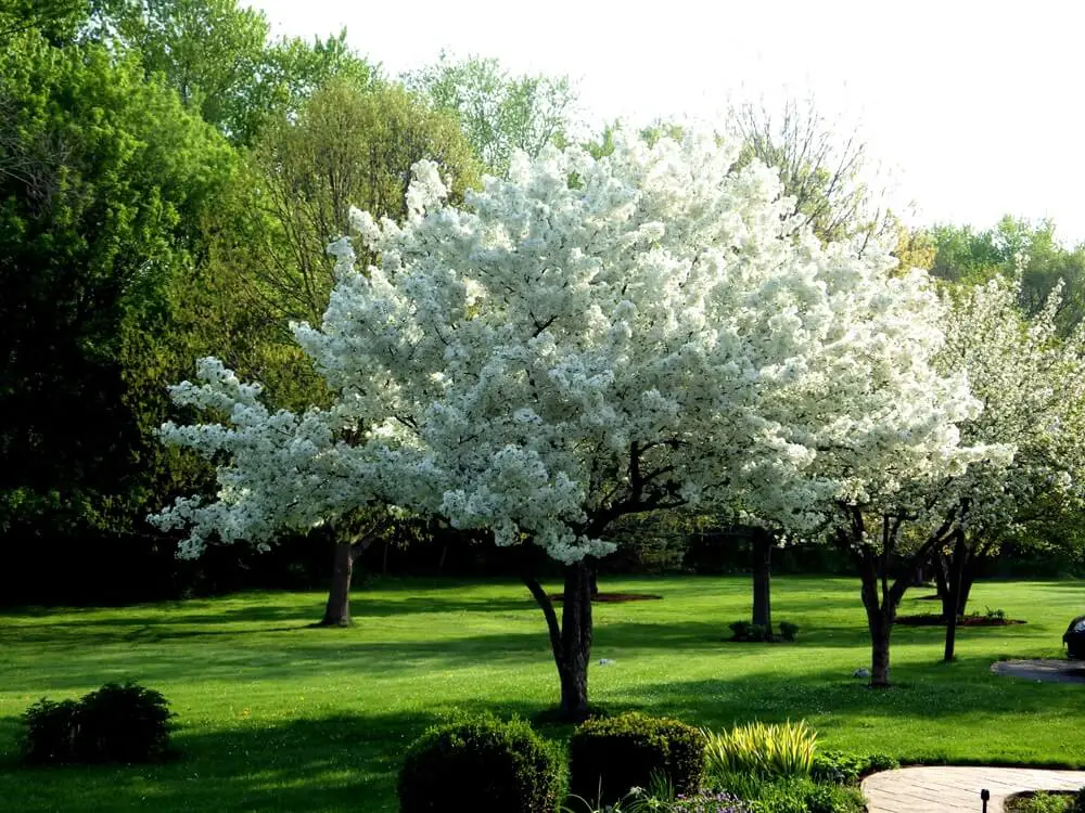 Mature Apple Trees