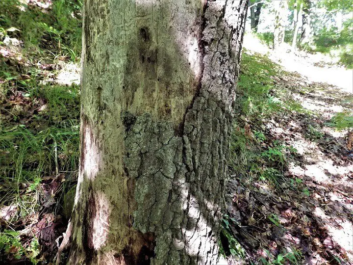 Mature Oak and Maple