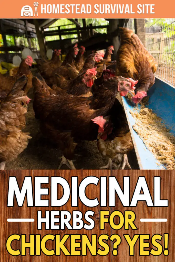 Medicinal Herbs for Chickens? Yes!
