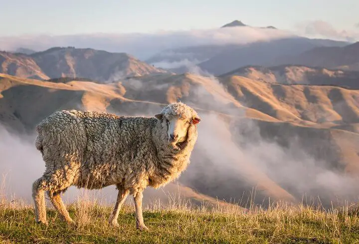 Merino Sheep on the Hills