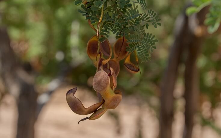 Mesquite Pods On Tree