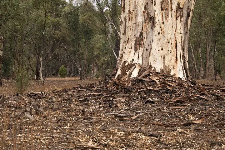 Mess of Bark Below Eucalyptus Tree