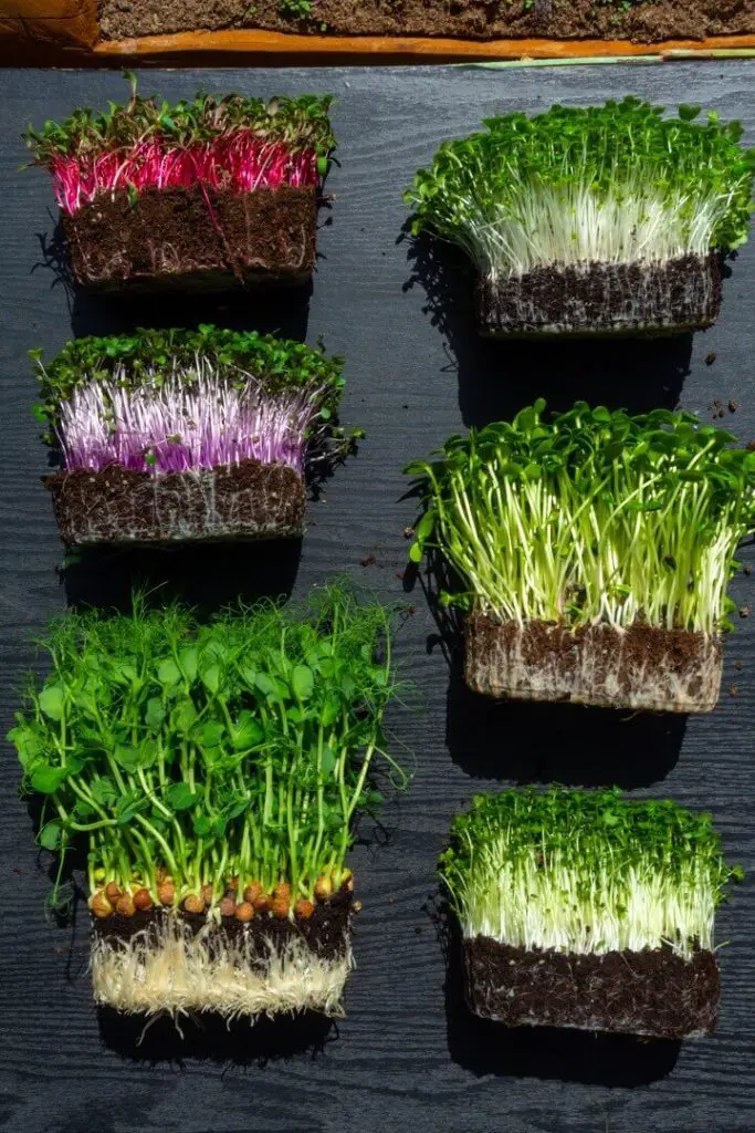 Microgreen Sprouts on Table