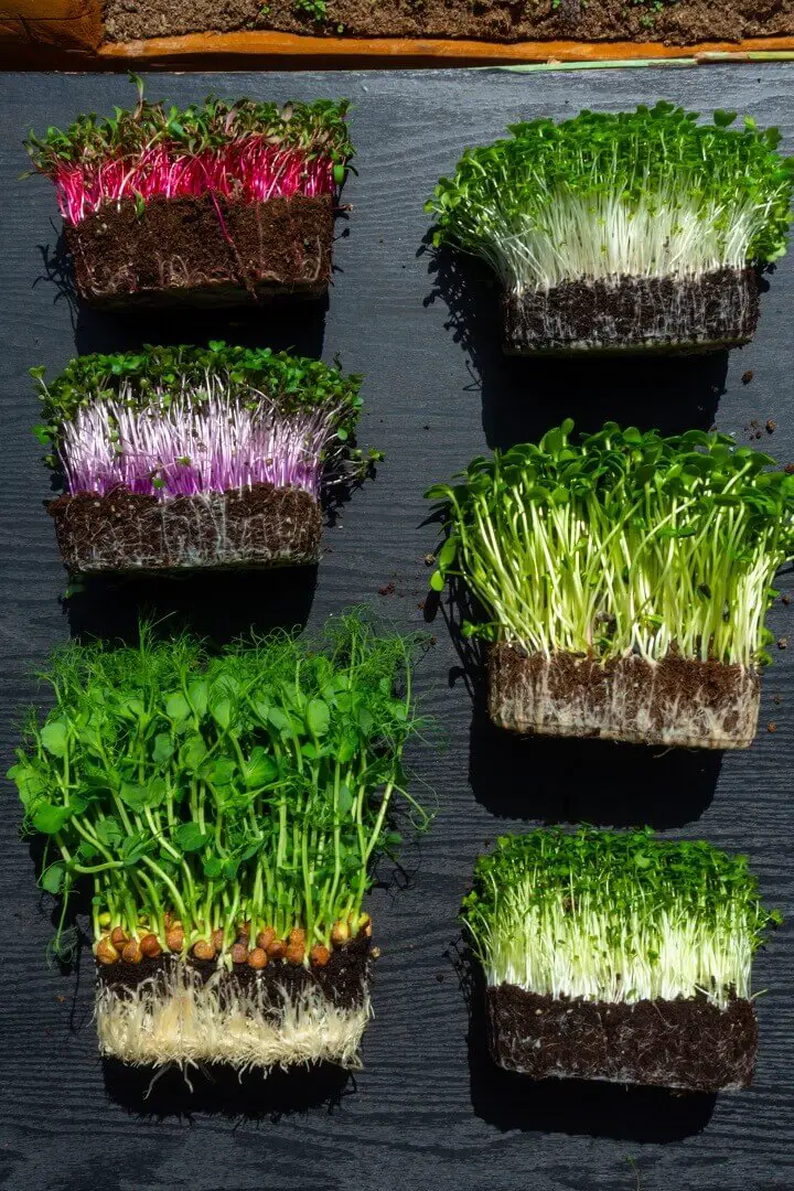 How to Grow Microgreens Step by Step