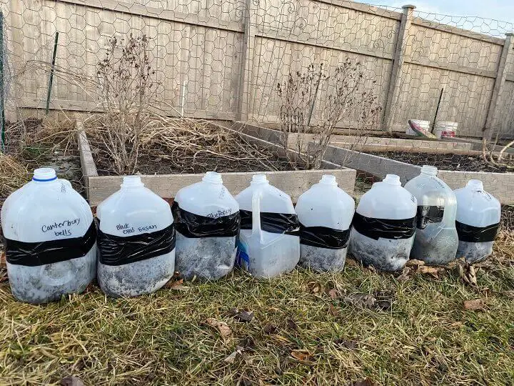 Milk Jug Greenhouses