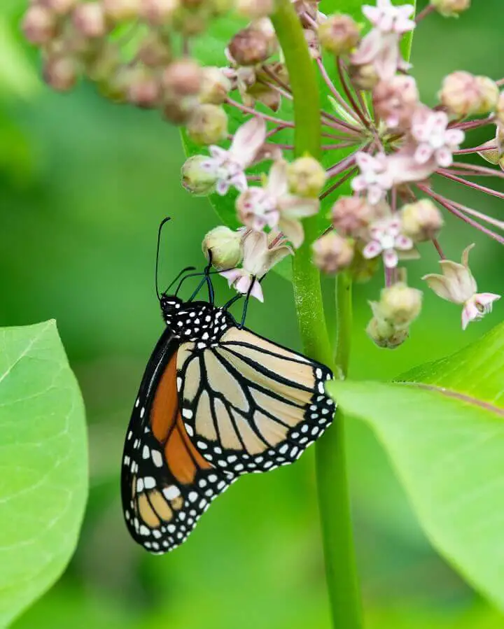 Milkweed With Butterfly