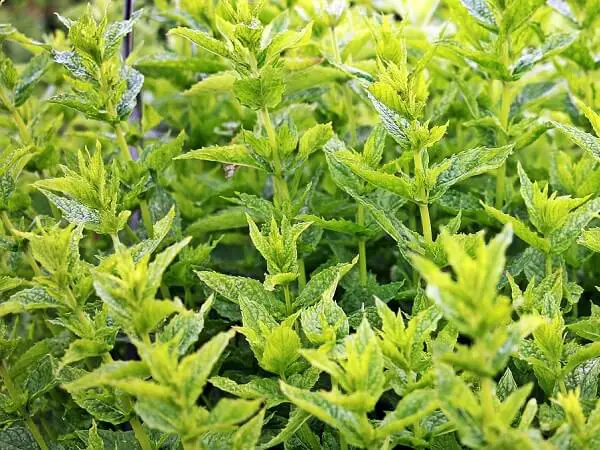 Mint Perennial Herb