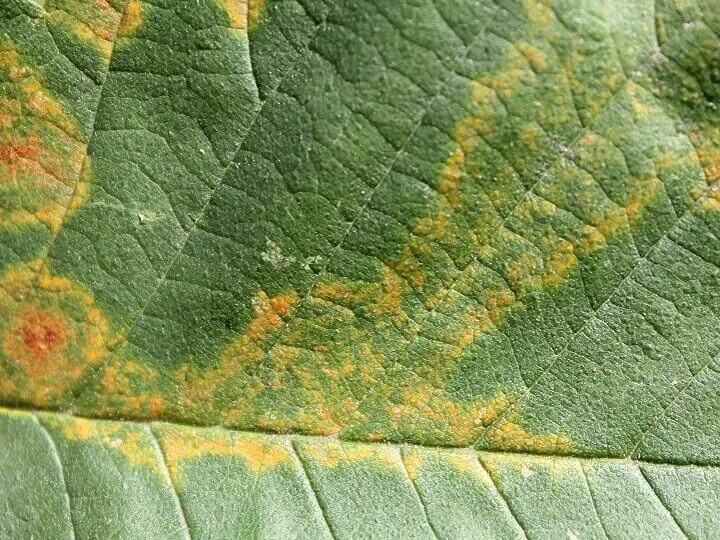 Mosaic Virus on Leaf