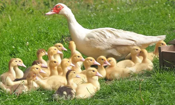 Mother Duck Sitting Among Ducklings