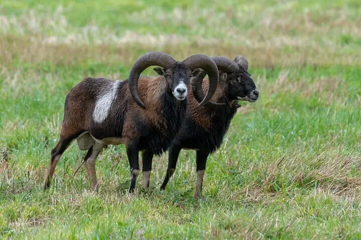 Mouflon Sheep in Field