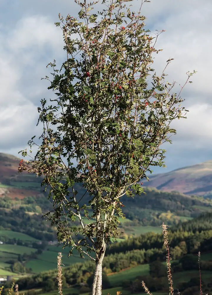 Mountain Ash Tree