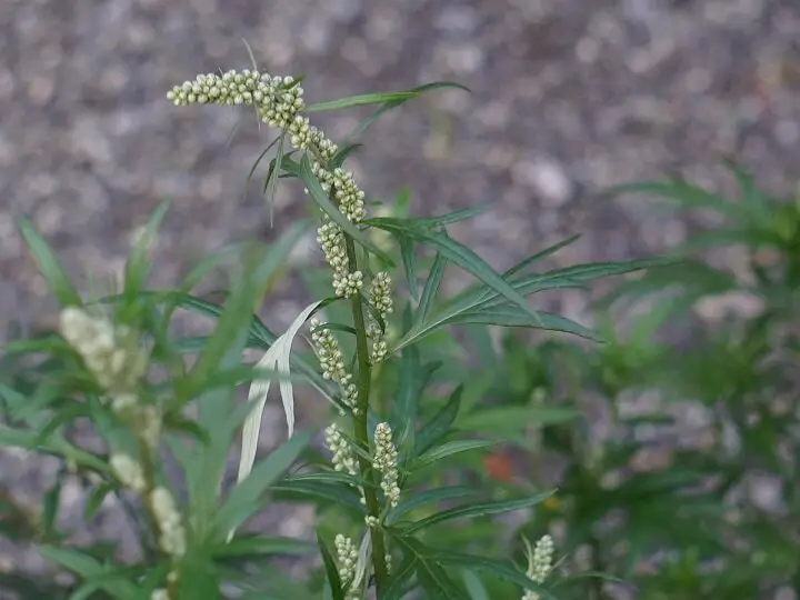 Mugwort Weed