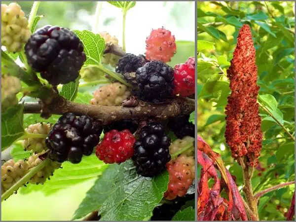 Mulberries and Red Sumac Berries