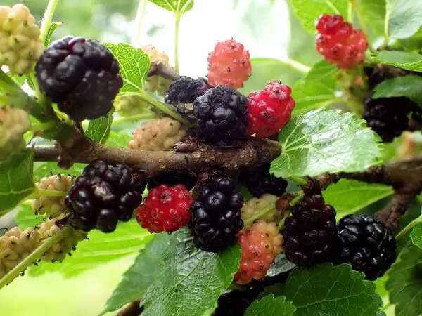 Mulberry Tree