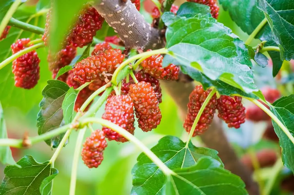 Mulberry Fruit on Tree Branch