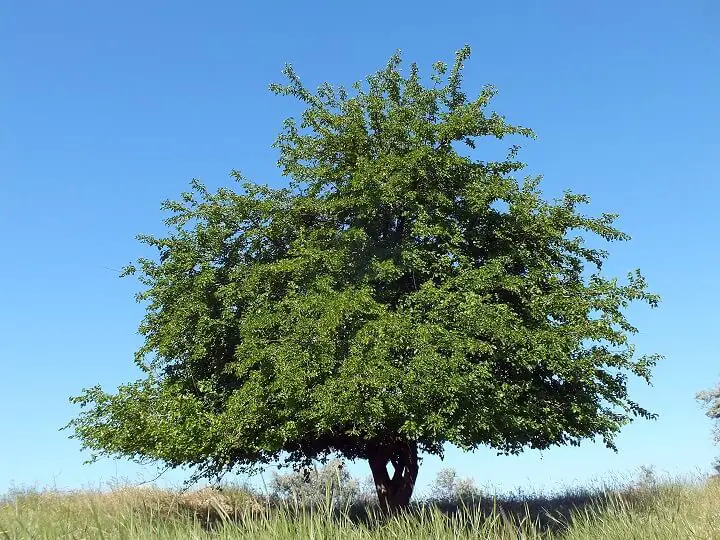 Mulberry Tree Blue Sky