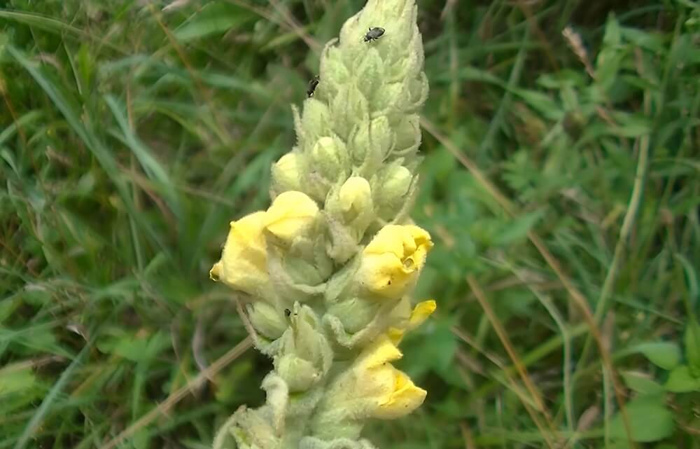 Mullein Flowers