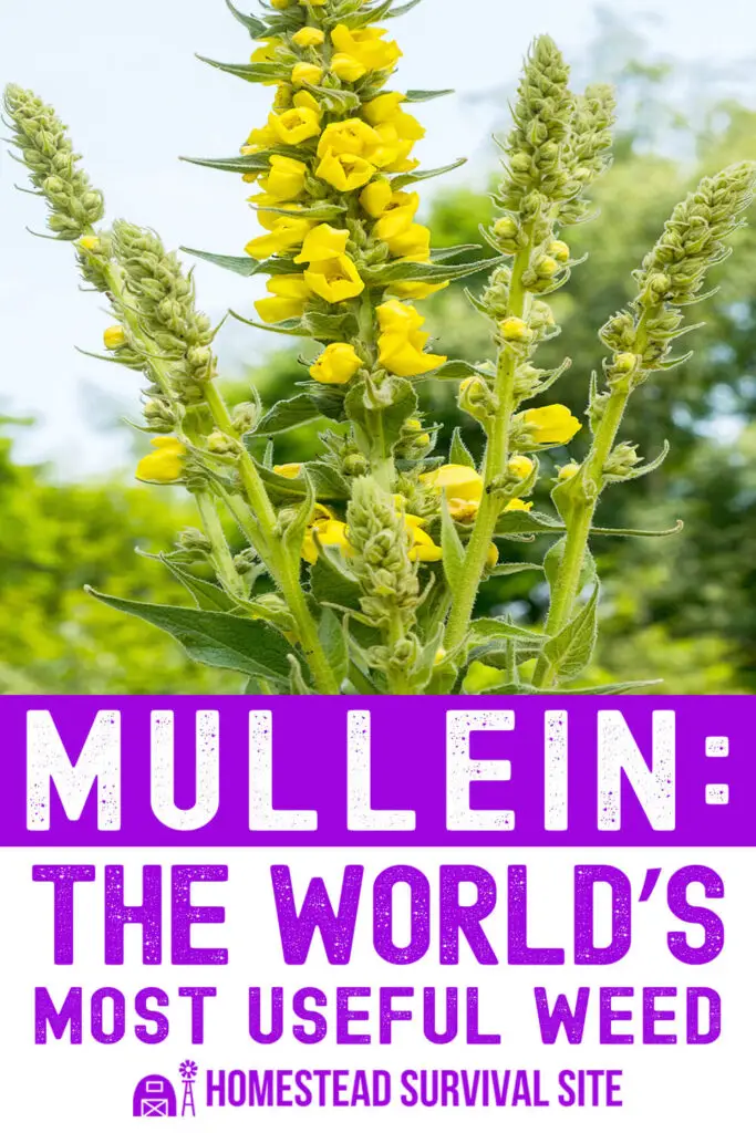 Mullein: The World’s Most Useful Weed
