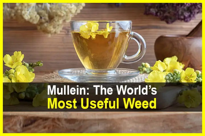 Mullein: The World’s Most Useful Weed
