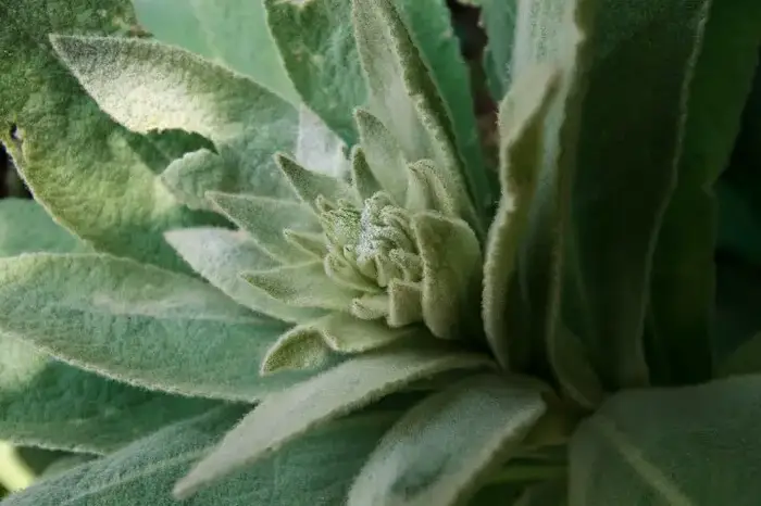 Mullein Weed