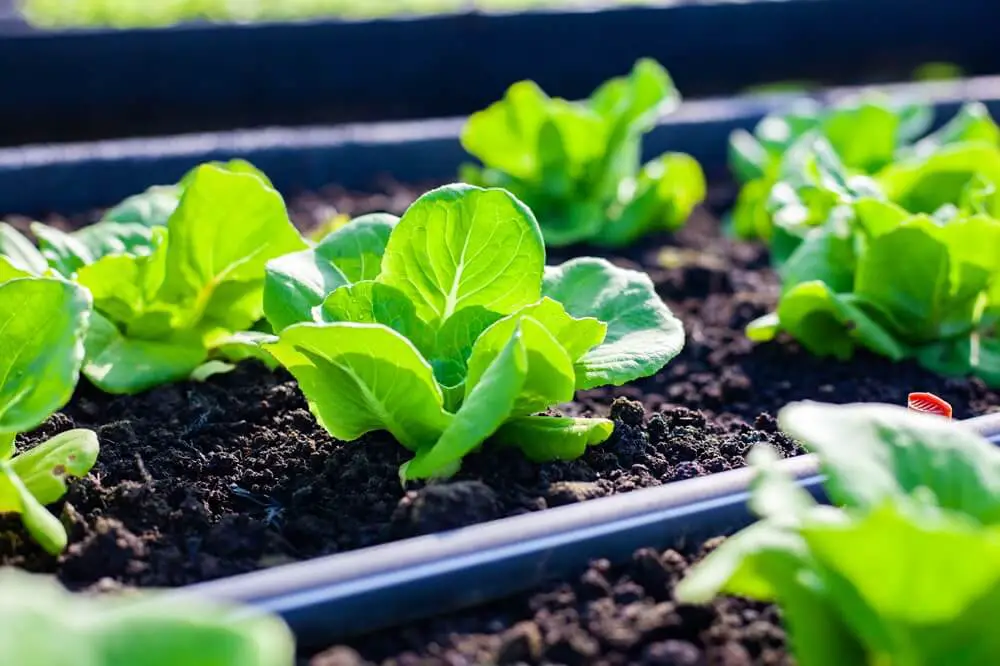 Mustard Green Plant