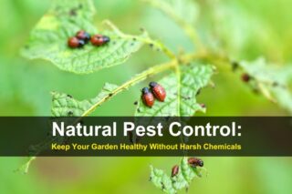 Natural Pest Control