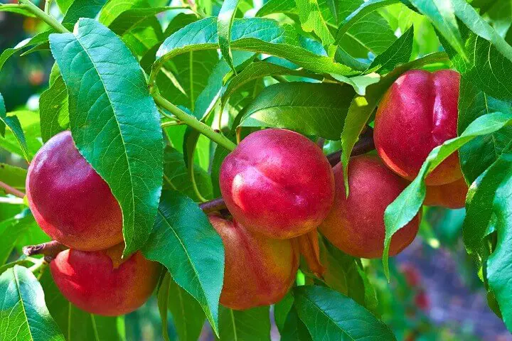 Nectarines on a Tree