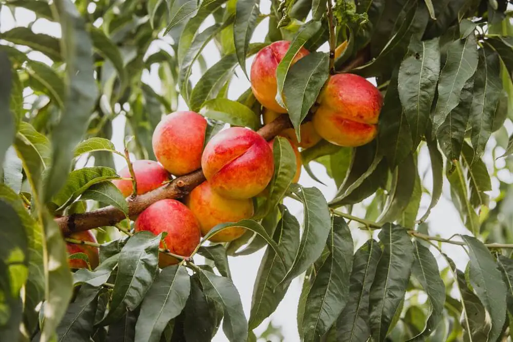 Nectarines on Tree in Garden
