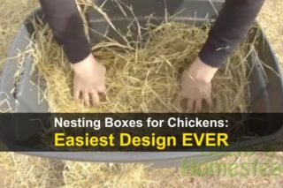 Nesting Boxes for Chickens: Easiest Design Ever