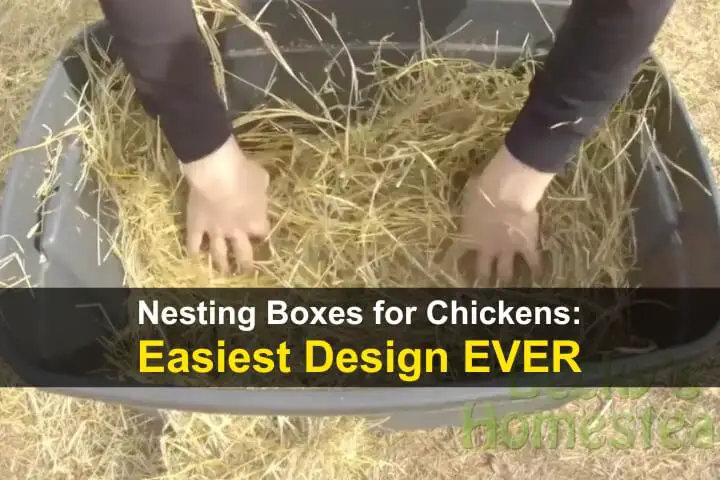 Nesting Boxes for Chickens: Easiest Design Ever