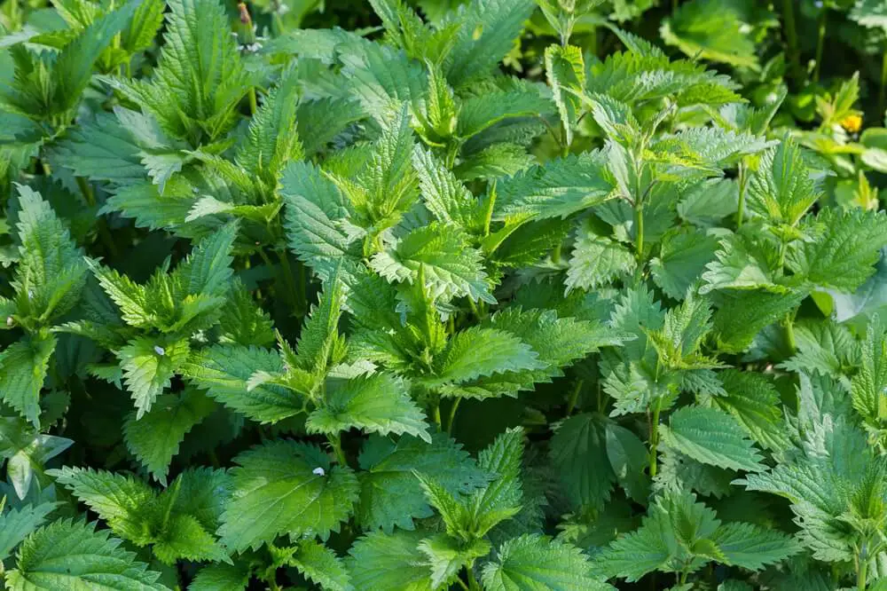 Nettle Stems in Garden