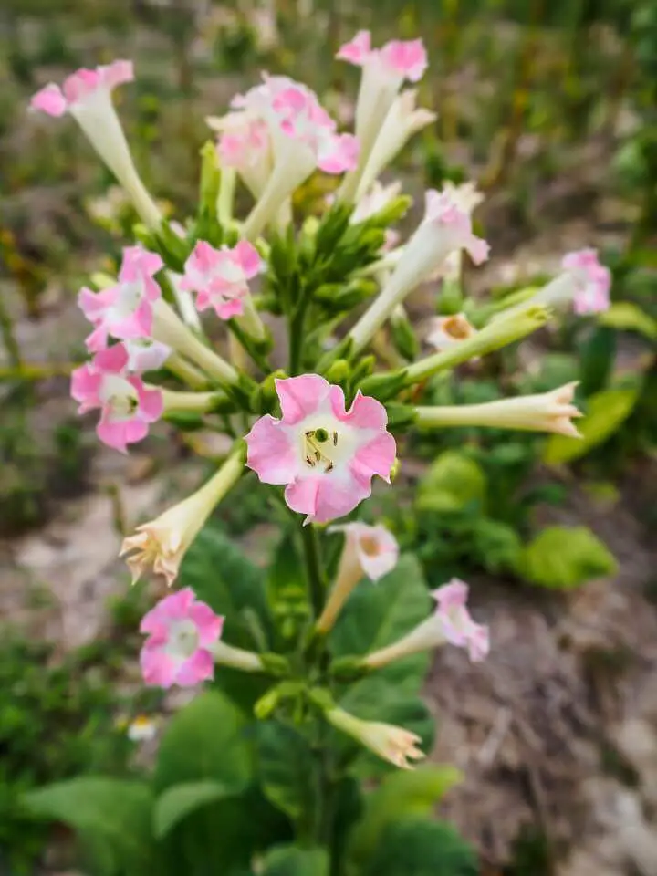 Nicotiana Flowers