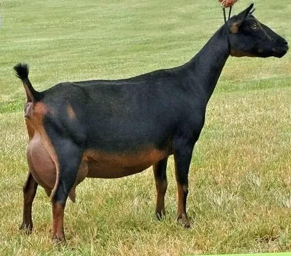 Nigerian Goat