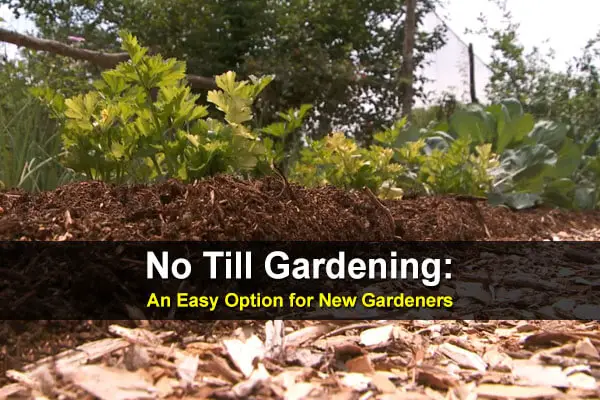 No Till Gardening: An Easy Option for New Gardeners