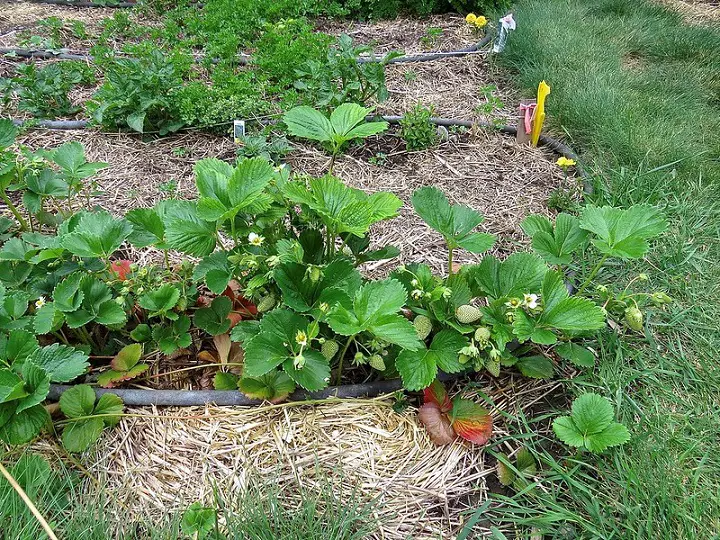 No Till Gardening