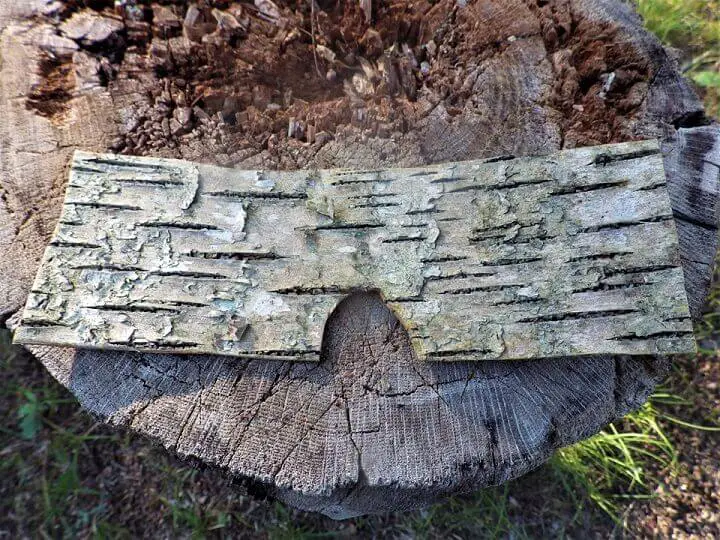 Nose Support Cut Into Bark
