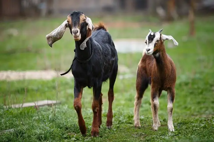 Nubian Goat Male and Kid