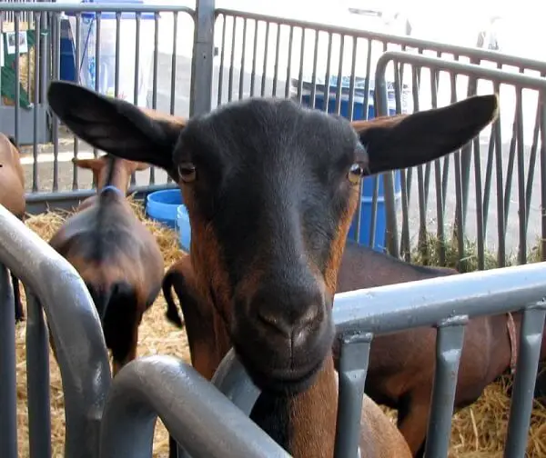 Oberhasli Goat