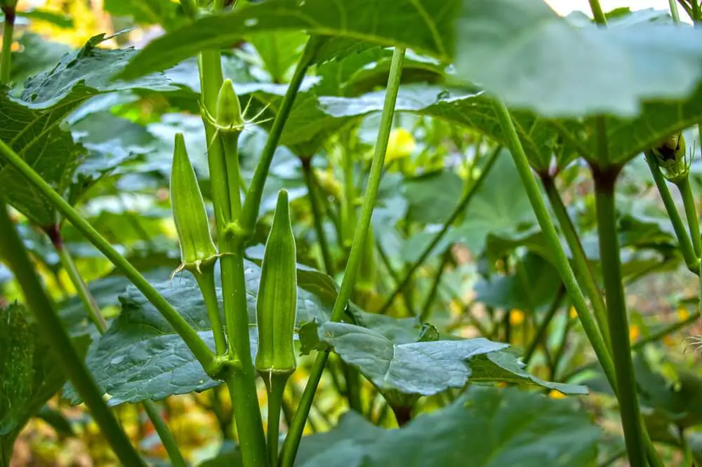 Okra Plant