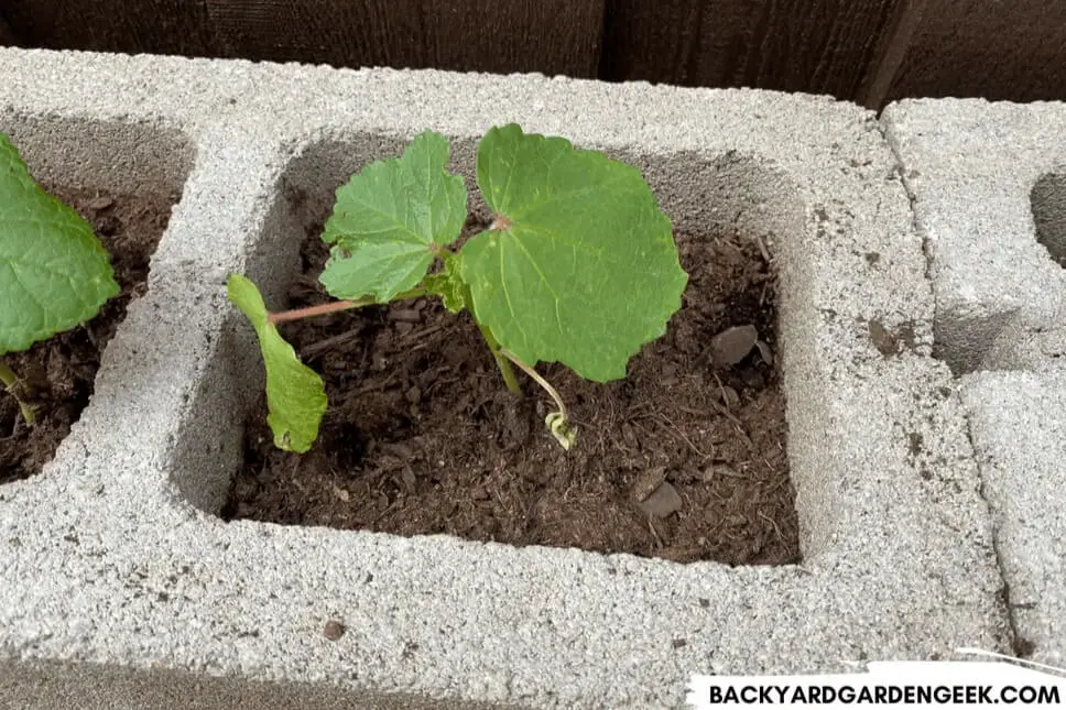 Okra Plant Growing in Cinder Block