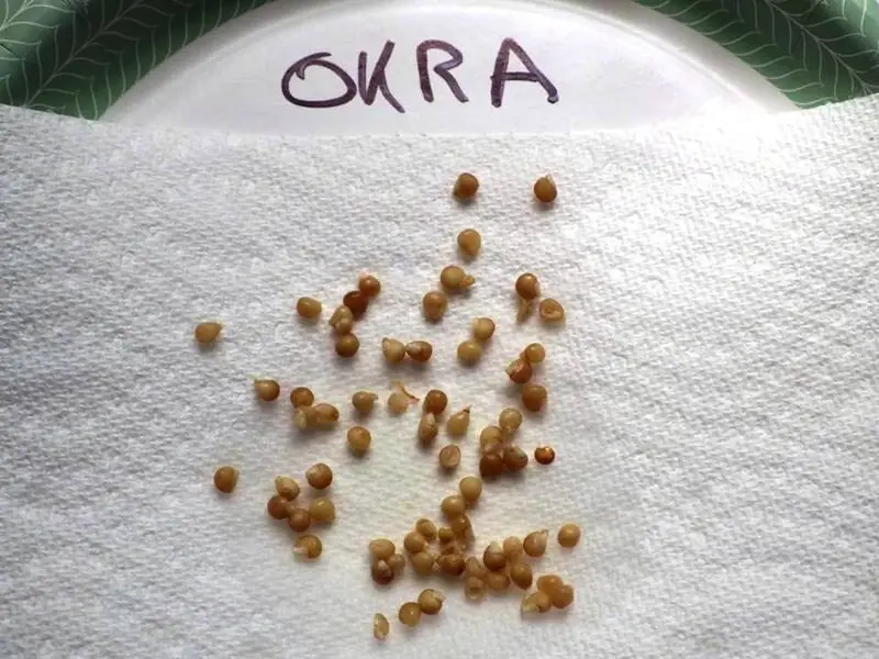 Okra Seeds on Paper Plate